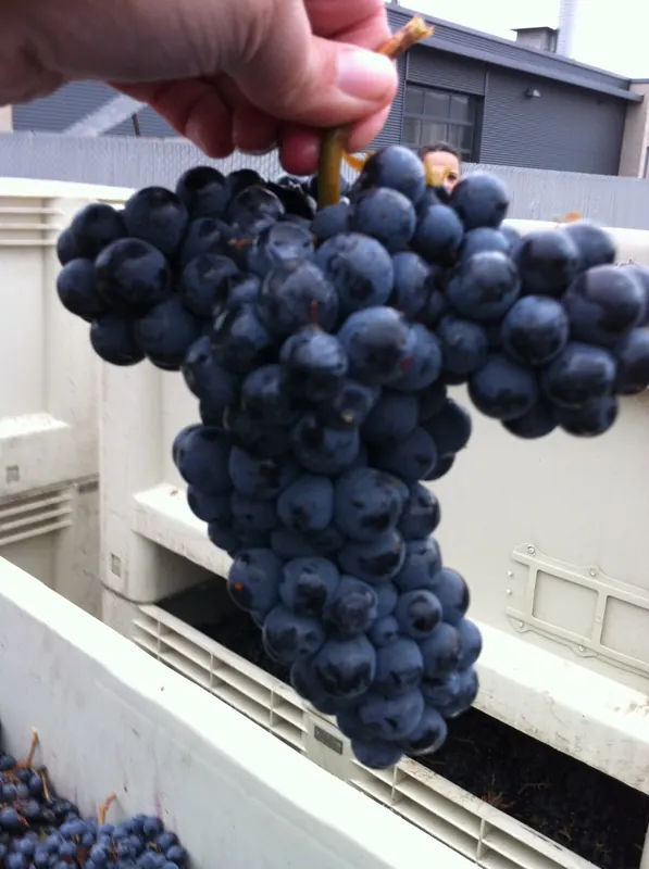 Cabernet Franc: Bunch