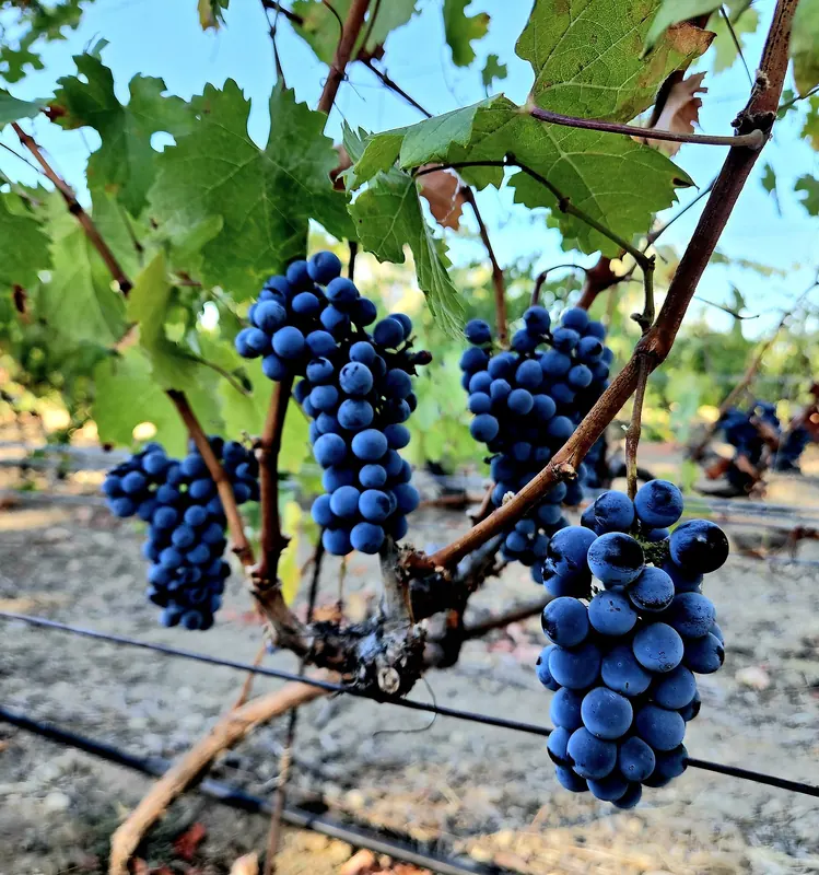 Cabernet Franc: Bunch on the vine