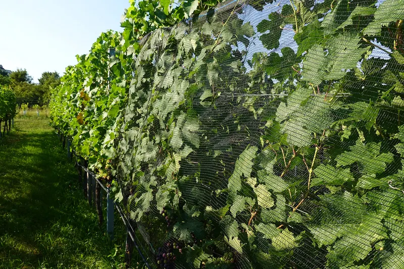 Cabernet Franc: Vineyard