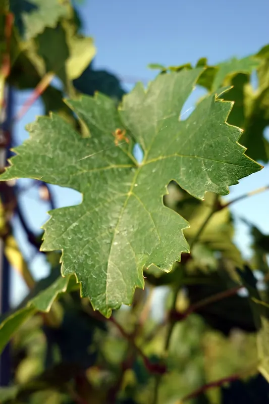 Cabernet Franc: Leaf