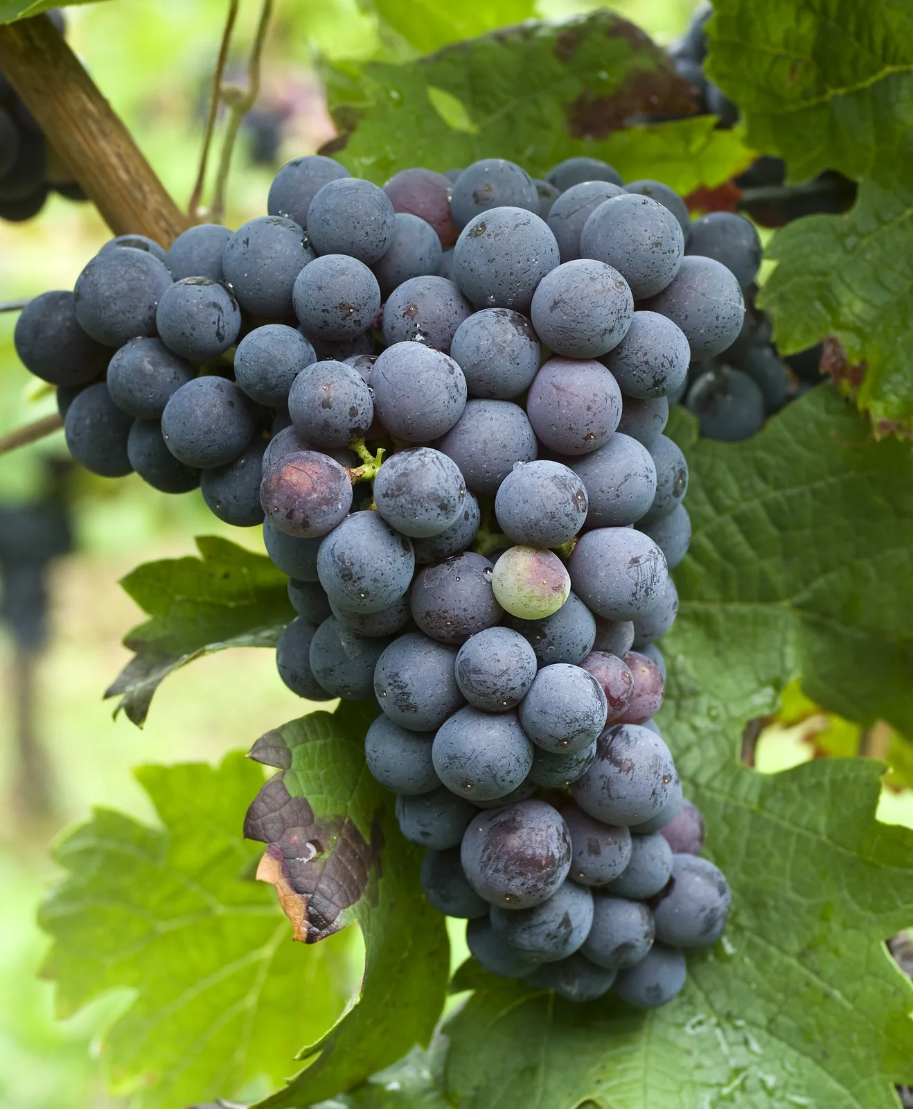 Cabernet Franc: Bunch on the vine