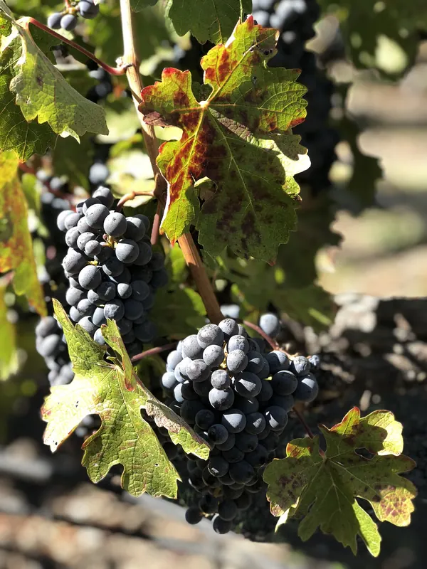 Cabernet Sauvignon: Bunch on the vine