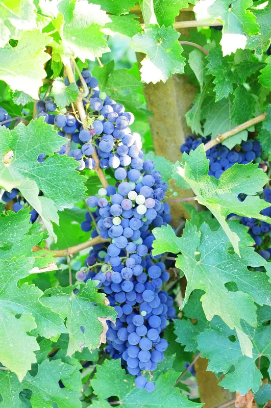 Cabernet Sauvignon: Bunch on the vine