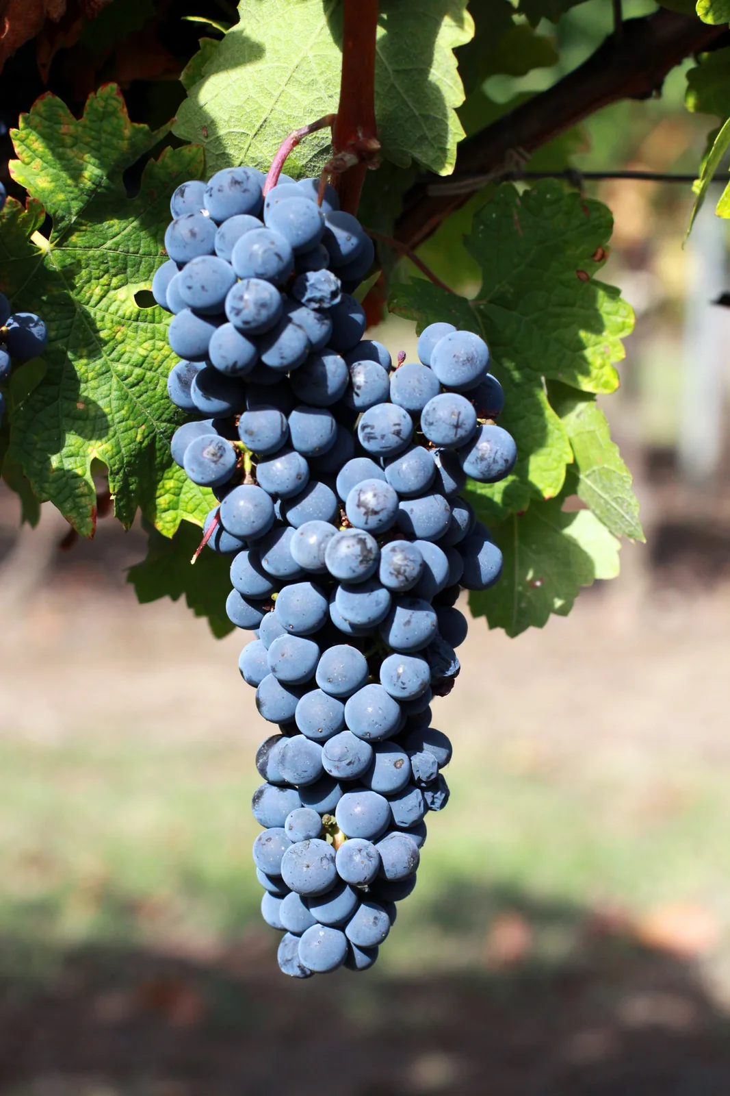 Cabernet Sauvignon: Bunch on the vine