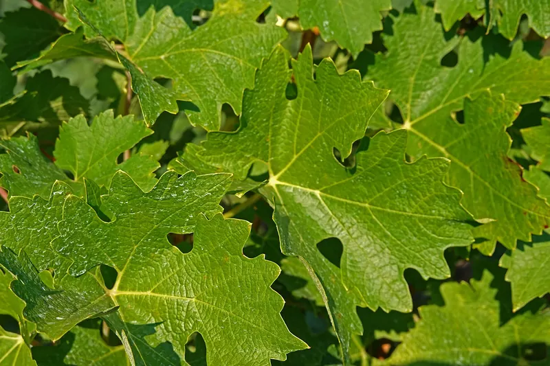 Cabernet Sauvignon: Leaf