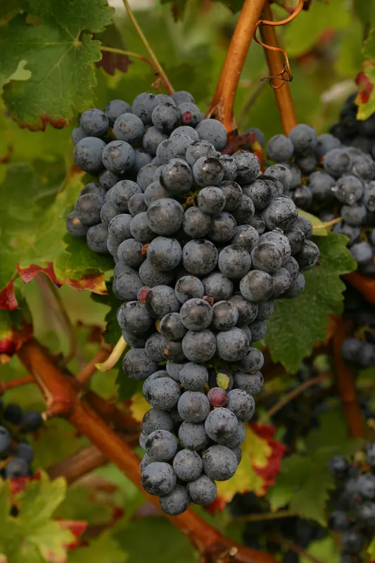 Cabernet Sauvignon: Bunch on the vine