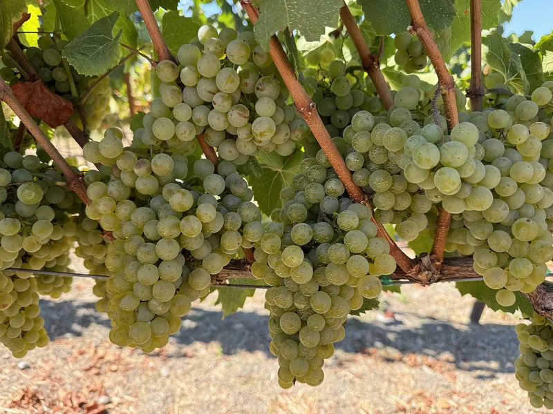 Chardonnay: Bunch on the vine
