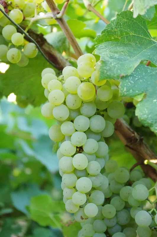 Chardonnay: Bunch on the vine
