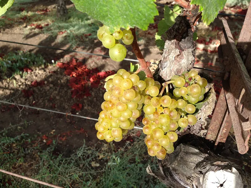Chardonnay: Bunch on the vine