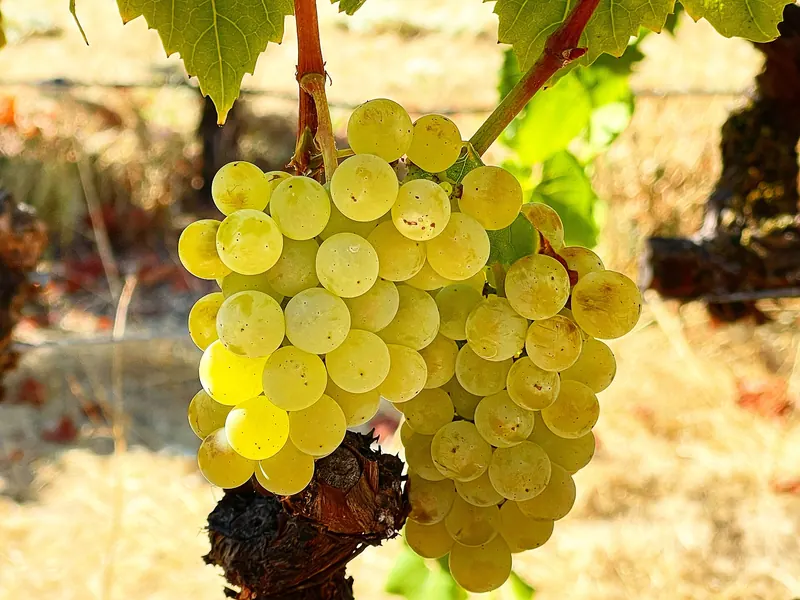 Chardonnay: Bunch on the vine