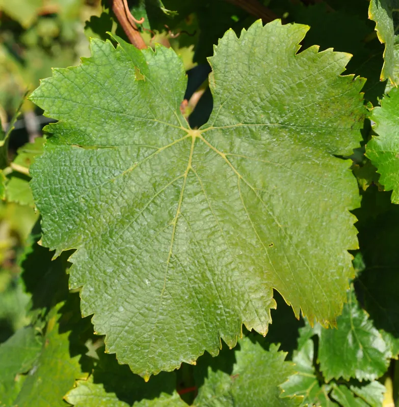 Chinuri: Leaf