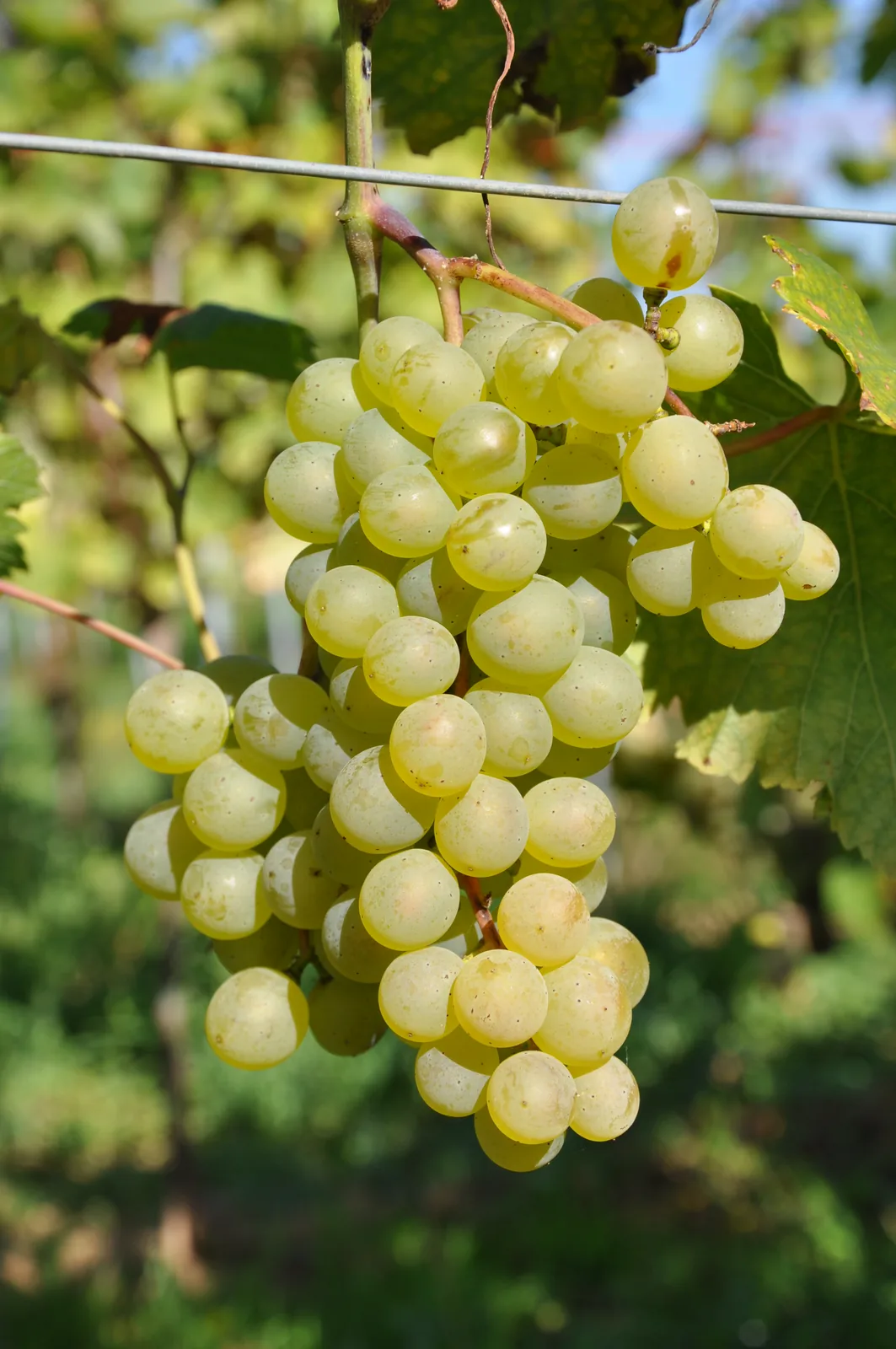 Chinuri: Bunch on the vine