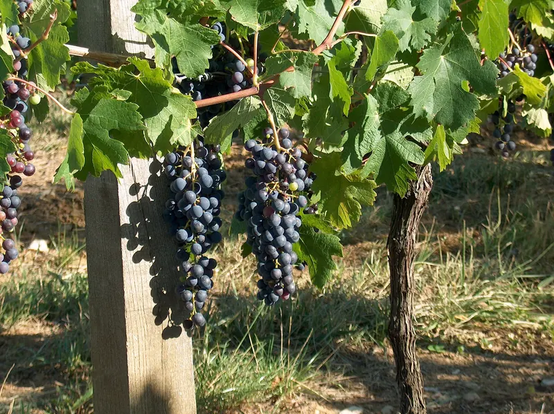 Malbec: Bunch on the vine