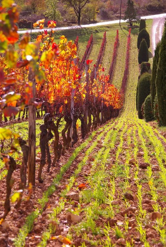 Malbec: Vineyard