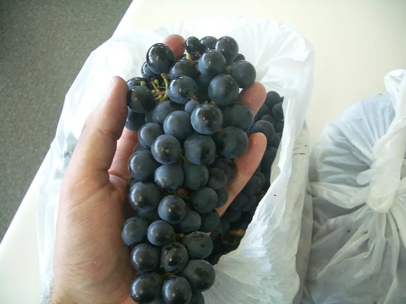 Malbec: Bunch