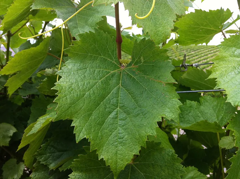 Malbec: Leaf