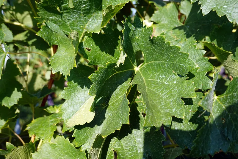 Merlot: Leaf