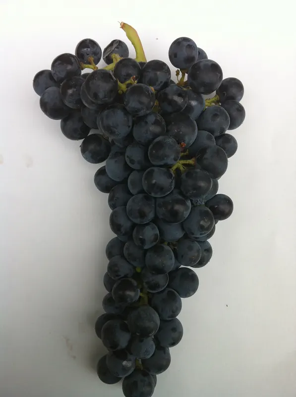 Merlot: Bunch