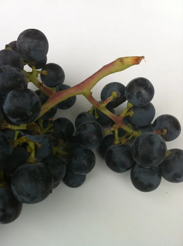 Merlot: Bunch