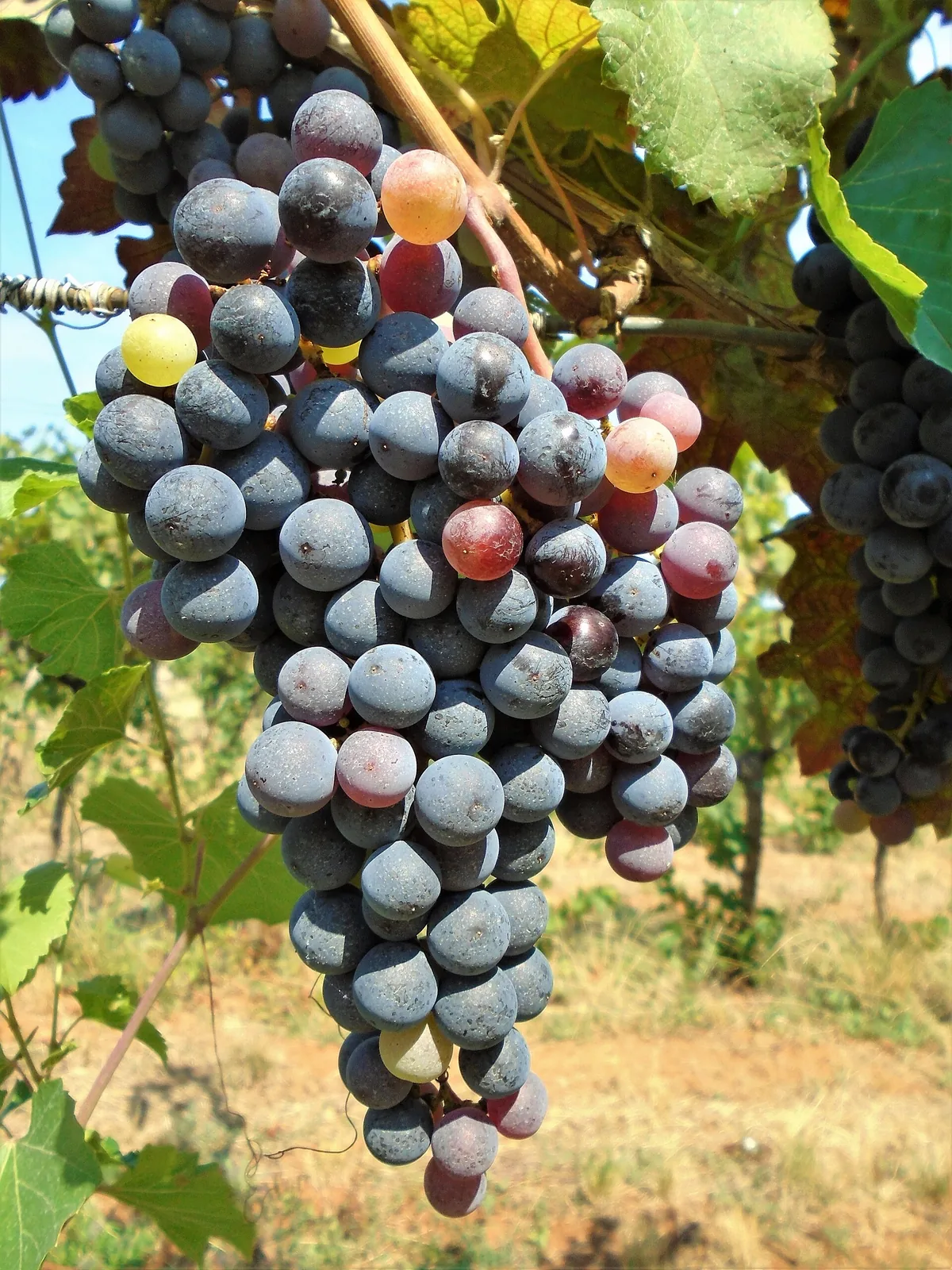 Merlot: Bunch on the vine