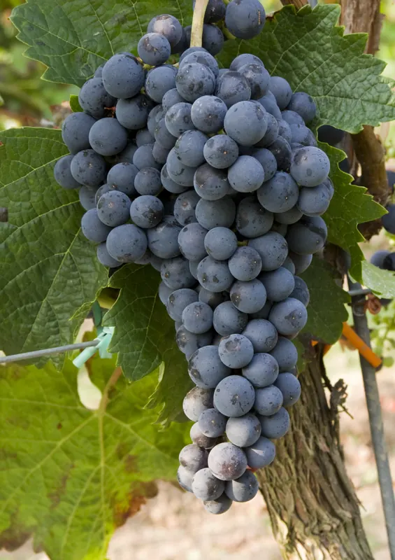Merlot: Bunch on the vine