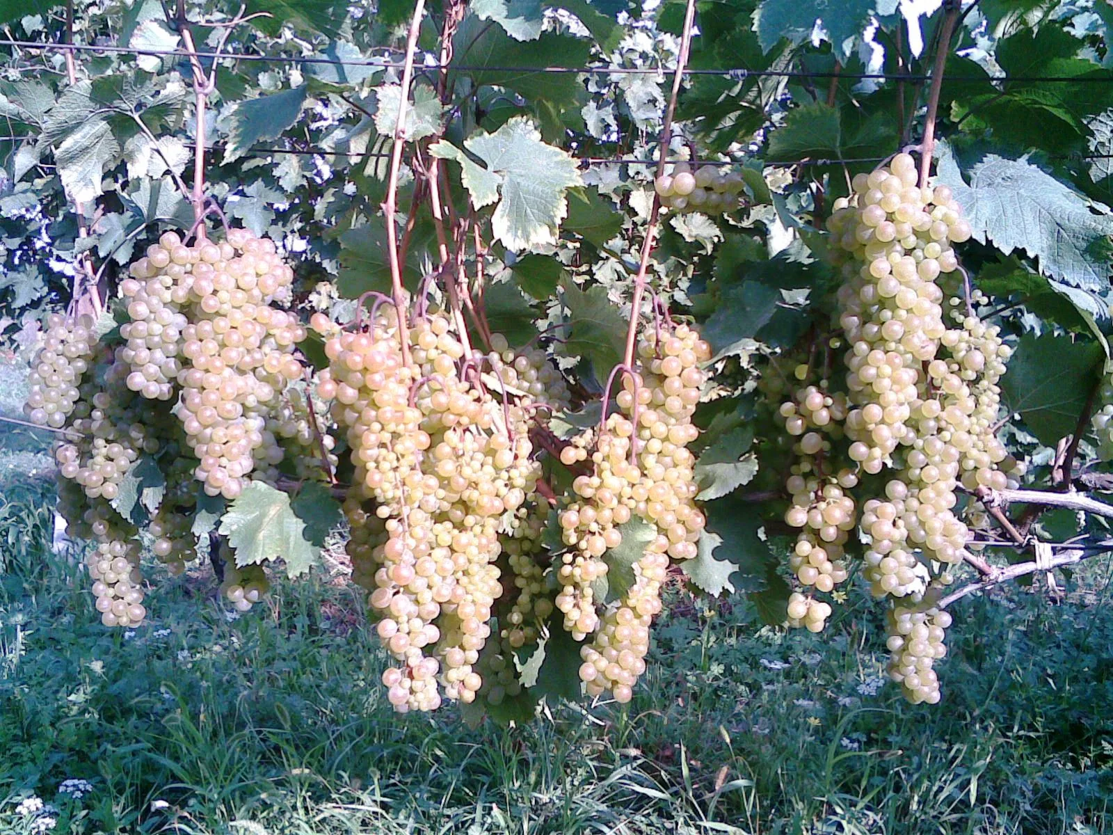 Rkatsiteli: Bunch on the vine
