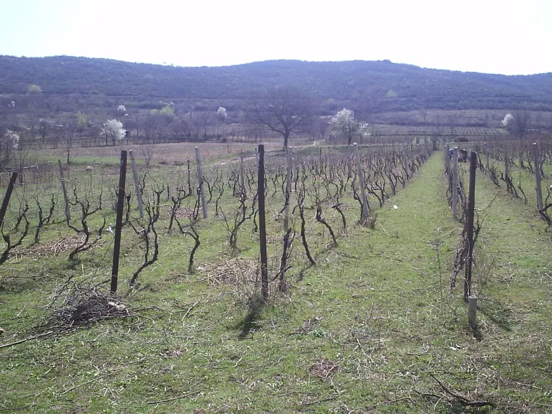 Rkatsiteli: Vineyard