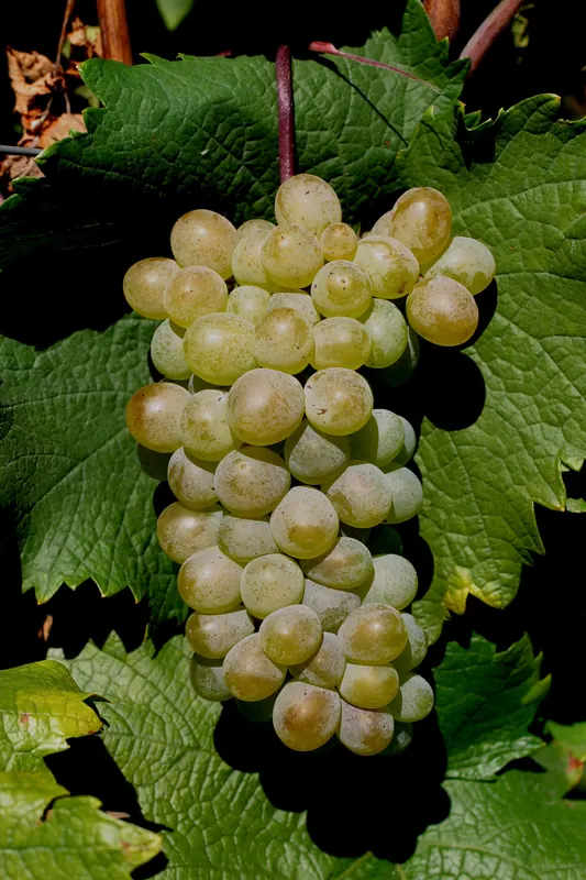 Rkatsiteli: Bunch on the vine