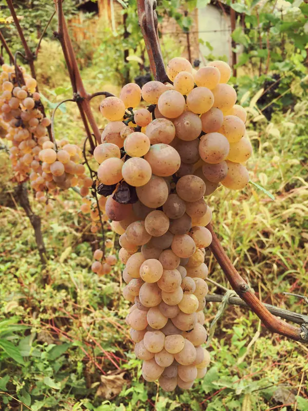 Rkatsiteli: Bunch on the vine