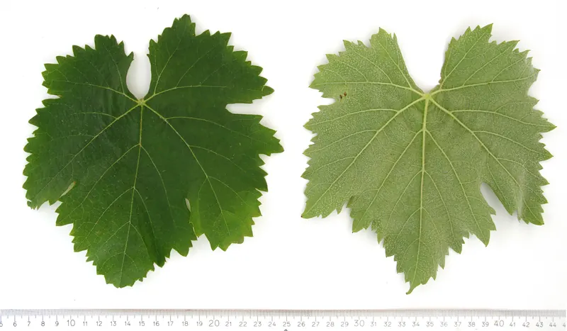 Shavkapito: Leaf