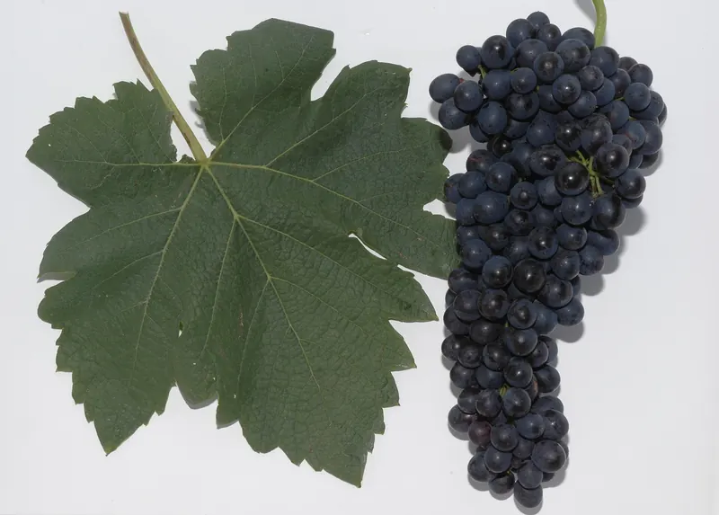 Syrah: Bunch