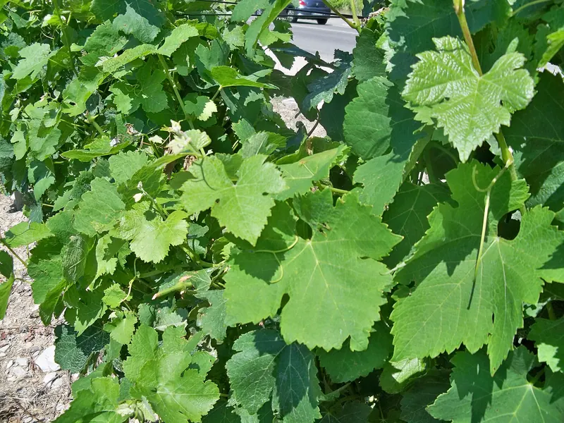 Syrah: Leaf