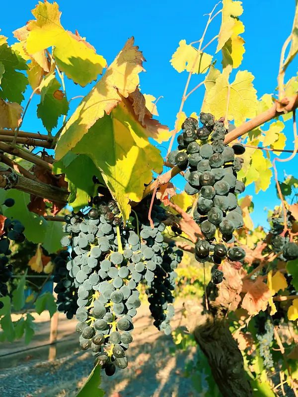 Syrah: Bunch on the vine
