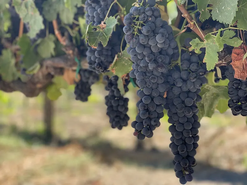 Syrah: Bunch on the vine